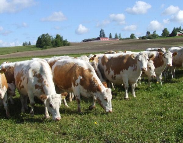 nautoja rivissä laitumella