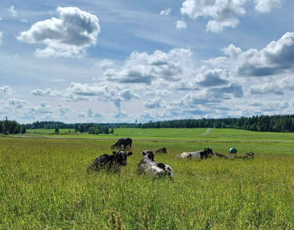 lehmiä laitumella