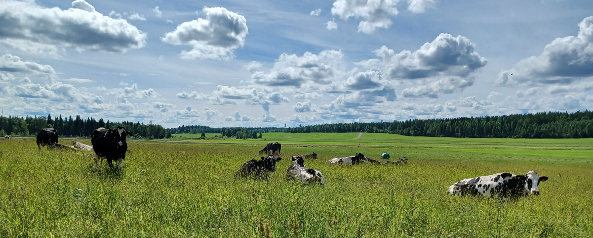 lehmiä laitumella